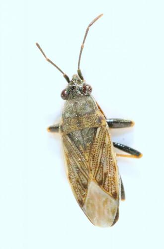 Réf. 133 792 : Peritrechus gracilicornis