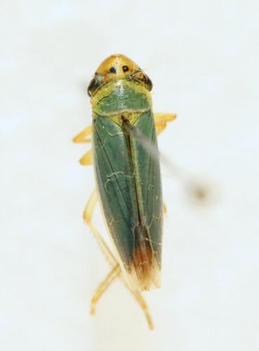 Réf. 133 790 : Cicadella viridis