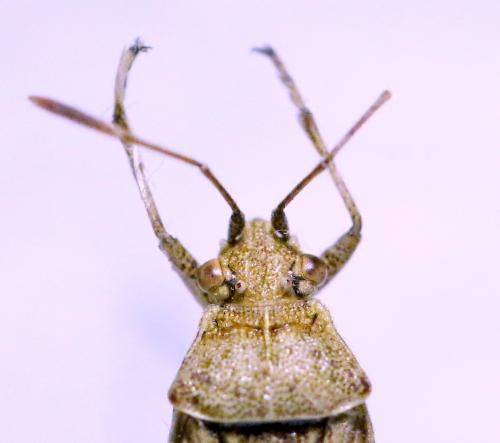 Stictopleurus punctatonervosus