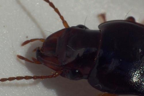 Harpalus atratus