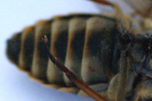 Réf. 133 859 : Tabanus sudeticus