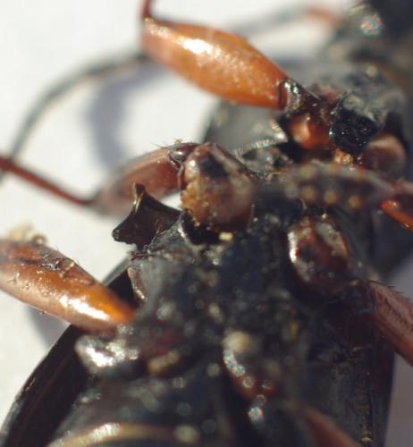 Carabus auronitens auronitens