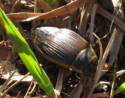 Dytiscus sp.