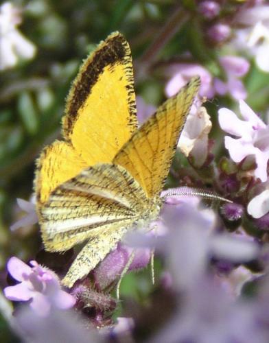 Isturgia limbaria