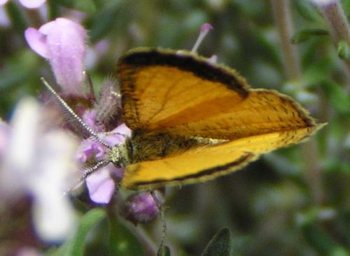 Isturgia limbaria