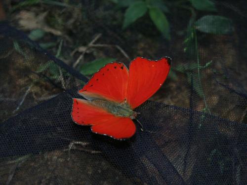 Cymothoe hobarti