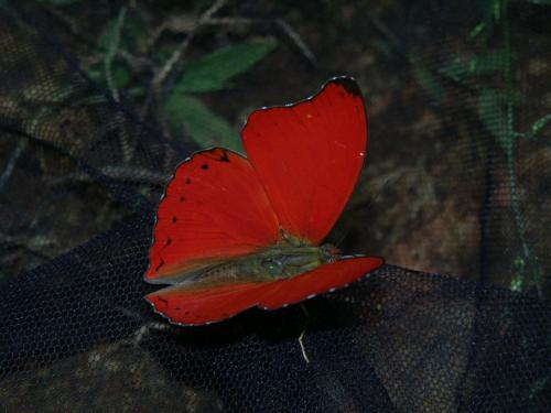 Cymothoe hobarti