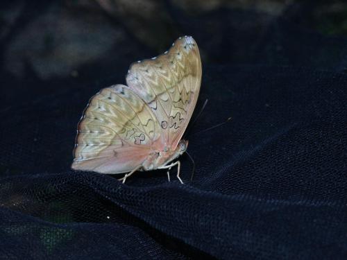 Cymothoe hobarti
