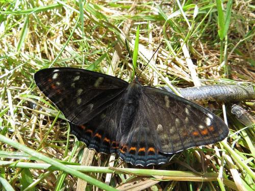 Réf. 133 048 : Limenitis populi