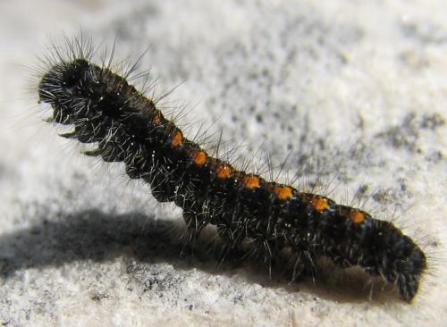 Lasiocampa trifolii