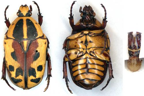 Pachnoda lateristicta