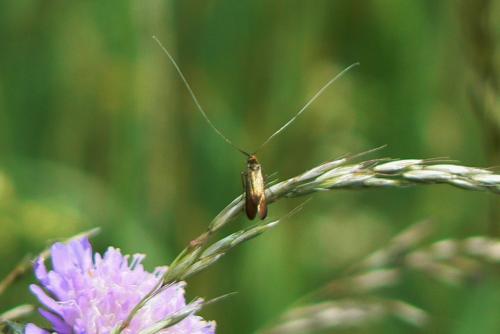 Nemophora sp.