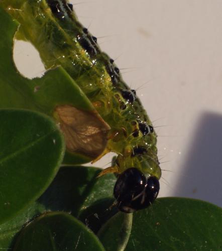 Cydalima perspectalis