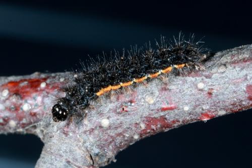 Eilema lurideola
