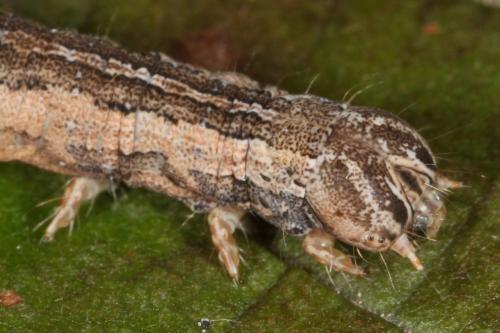 Dysgonia algira