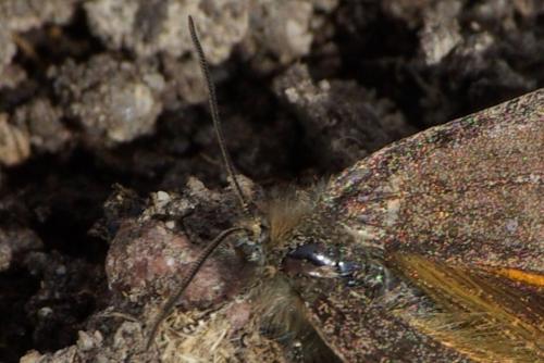 Boudinotiana notha