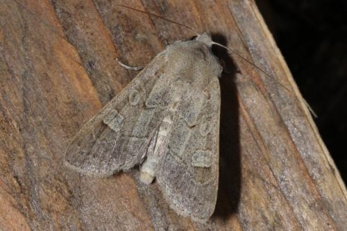 Ammoconia caecimacula