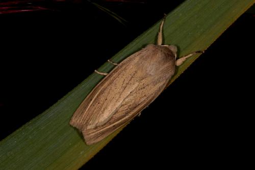 Rhizedra lutosa