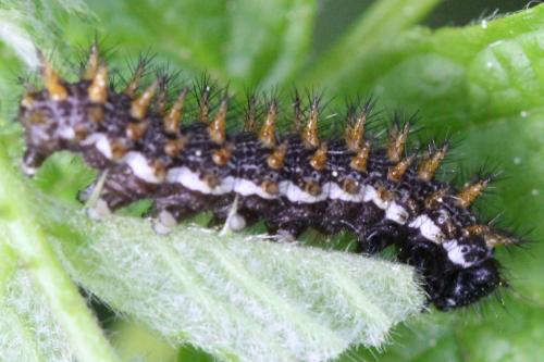 Brenthis sp.