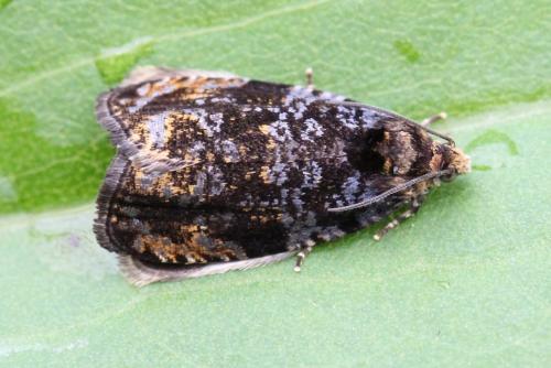 Pristerognatha fuligana