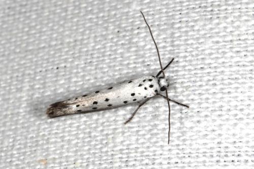 Yponomeuta sp.