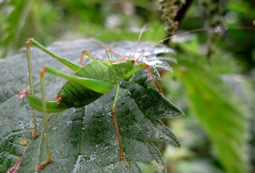 Réf. 133 510 : Leptophyes punctatissima