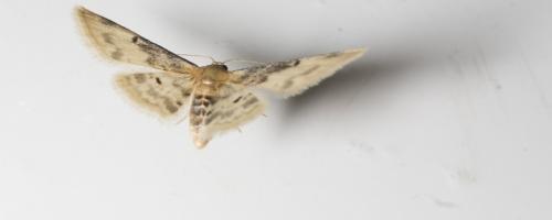 Réf. 133 037 : Idaea filicata