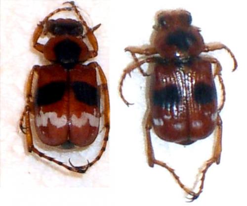 Paratrichius rotundatus