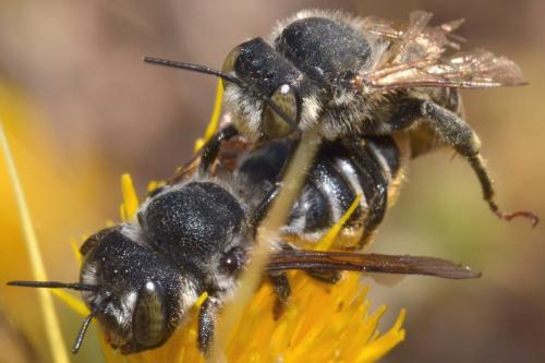 Lithurgus chrysurus
