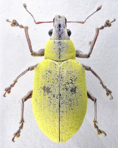 Litostylus pudens