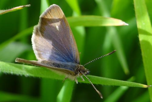 Zizeeria knysna