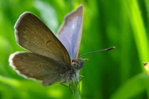 Zizeeria knysna