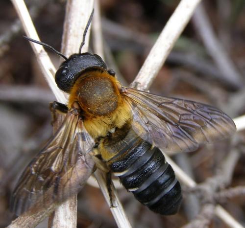 Megachile sculpturalis