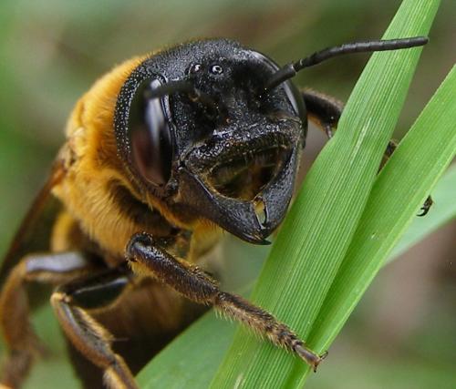 Réf. 133 156 : Megachile sculpturalis