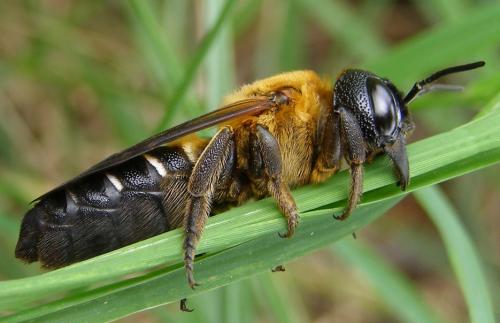 Réf. 133 155 : Megachile sculpturalis