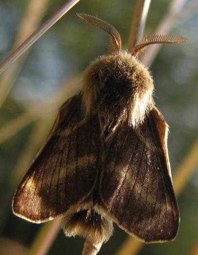 Malacosoma alpicola