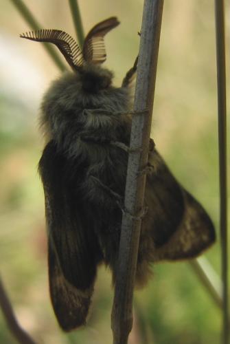 Malacosoma alpicola