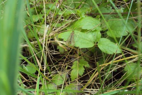 Panorpa sp.
