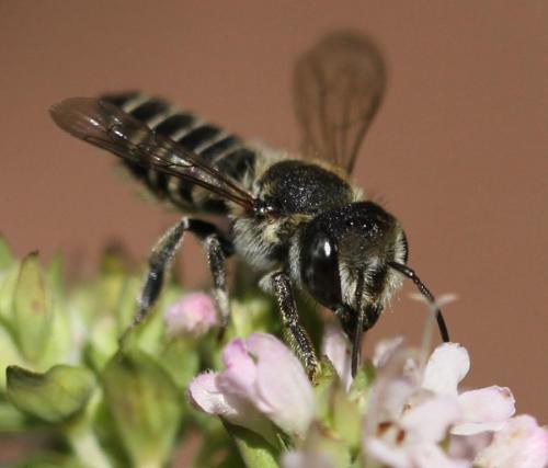 Réf. 133 359 : Megachile rotundata