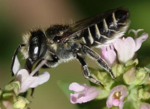 Réf. 133 360 : Megachile rotundata