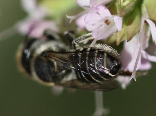 Réf. 133 361 : Megachile rotundata