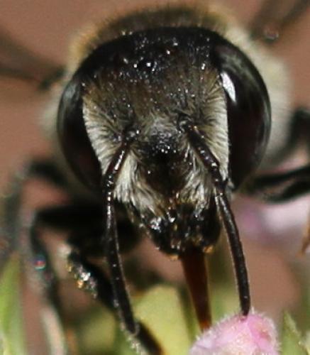 Réf. 133 394 : Megachile rotundata