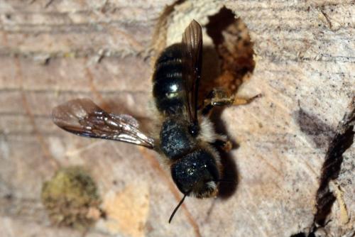 Osmia sp.