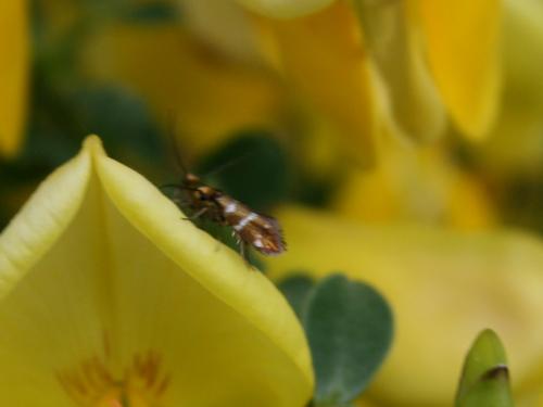 Micropterix aruncella