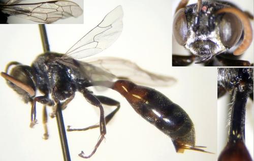 Mimesa grandii