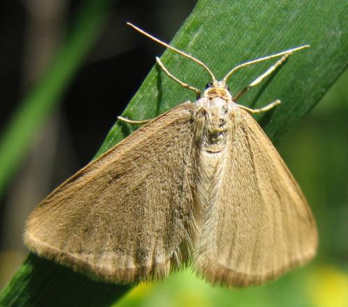 Réf. 133 871 : Minoa murinata