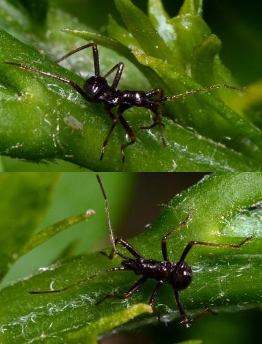 Himacerus mirmicoides