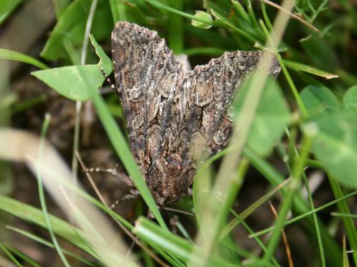 Mniotype adusta