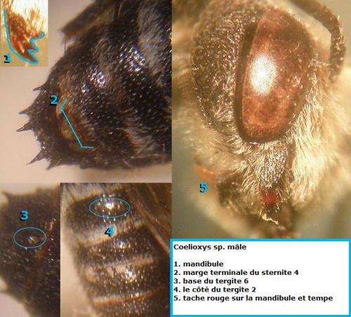 Coelioxys sp.