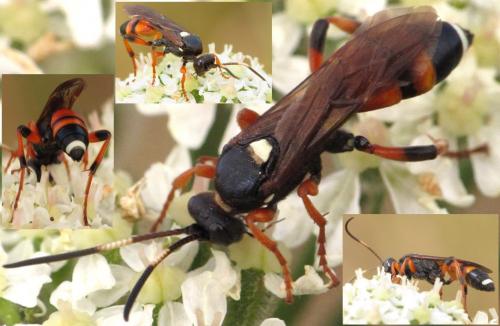 Réf. 133 336 : Ichneumon sarcitorius